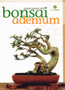 Bonsai Adenium